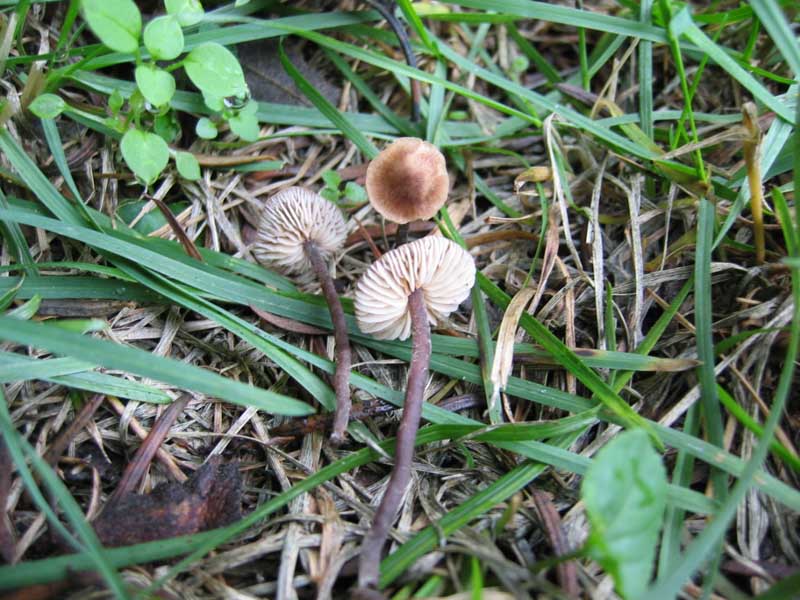 Macrocystidia cucumis